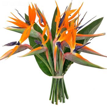 Tropical Birds of Paradise Bouquet