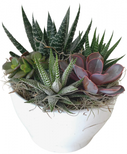 White Gloss Succulent