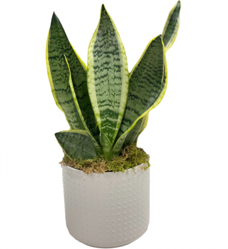 Sansevieria Plant 