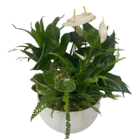 WHITE PLANT GARDEN