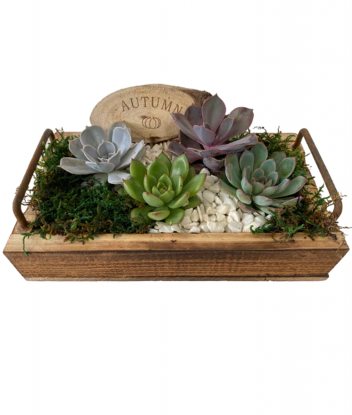 Autumn Succulent Planter