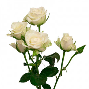 Bulk Spray Roses $4.50