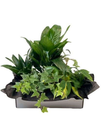 Tropical Plant Assortment