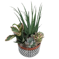 Autumn Succulent Planter