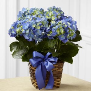 Blue Hydrangea Plant