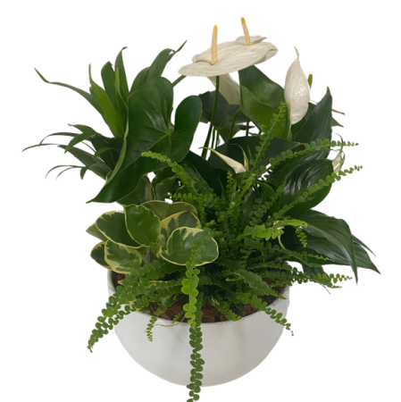 WHITE PLANT GARDEN