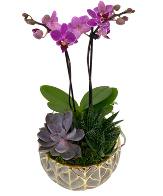 Orchid & Succulent Garden