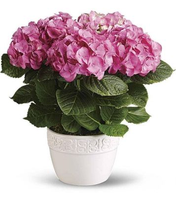 Happy Hydrangea Plant
