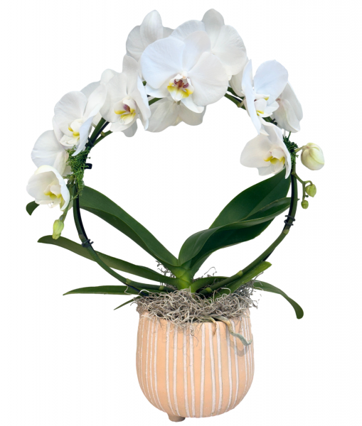 White Infinity Orchid