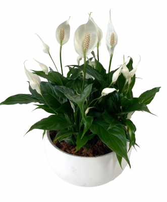 Peace Lily Bowl