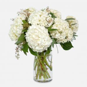 White Hydrangea Harmony 