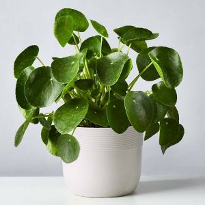 Pilea Plant