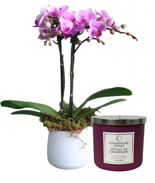 Loving Retreat - Orchid & Candle Set