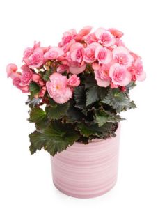 Begonia Plant
