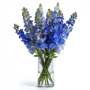 Beautiful Blue Delphinium