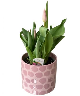 Spring Tulip Plant
