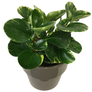 Peperomia Plant