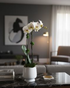 Regal Orchid In White Footed Urn