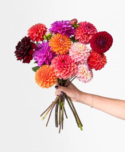 Dahlia Bouquet