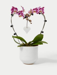 Heart Of Love Orchid