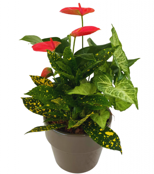 Alliston Florists Send Flowers To Alliston Ontario Karen's Flower Shop