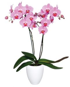 Kendall Orchid