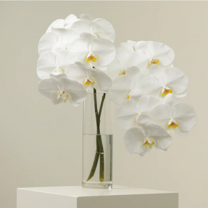 White Phalaenopsis Orchid Bouquet