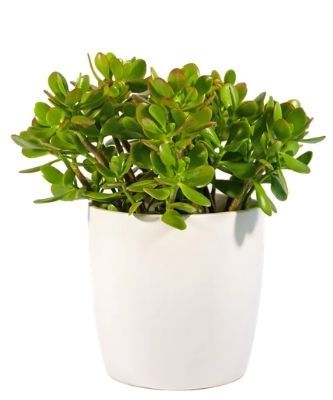 Jade Plant