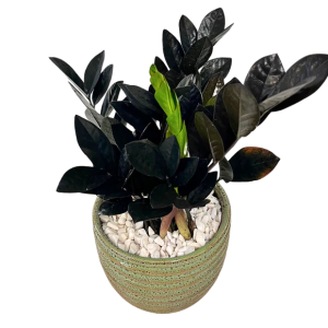 Black ZZ Plant