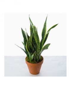 Snake Plant