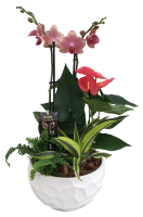 Tropical Orchid Planter