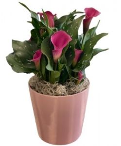 Calla Lily Plant