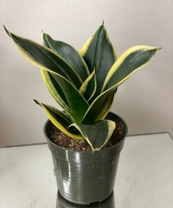 Sansevieria Plant 