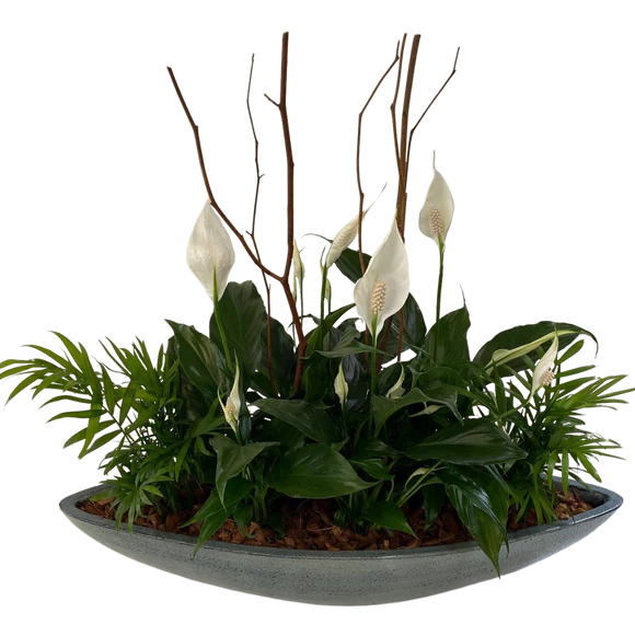 Peace Lily Boat