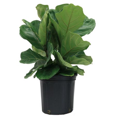 Fiddle-Leaf Fig Floor Plant