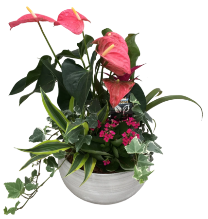 Large Anthurium Planter