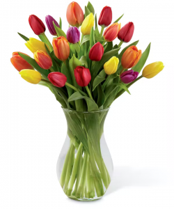 Fresh Spring Tulips