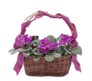 Very Violet Basket