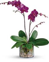 PURPLE PHALEONOPSIS ORCHID