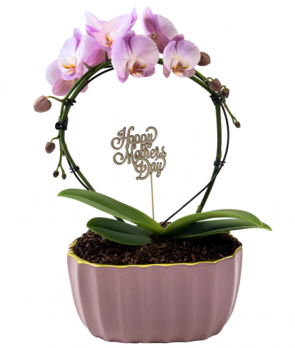Blooming Halo Orchid