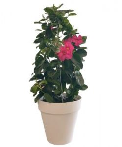 Mandevilla Plant