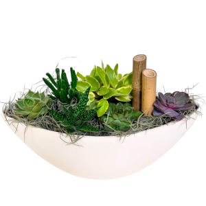 Succulent Boat - White