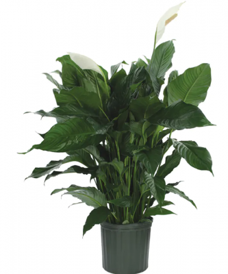 Large Blooming Peace Lily