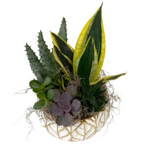 White Leaf Succulent Planter