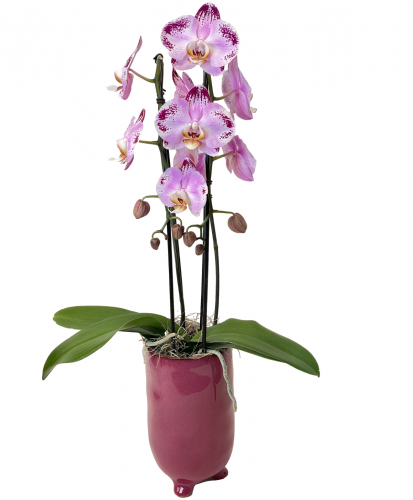 Pink Dancing Orchid