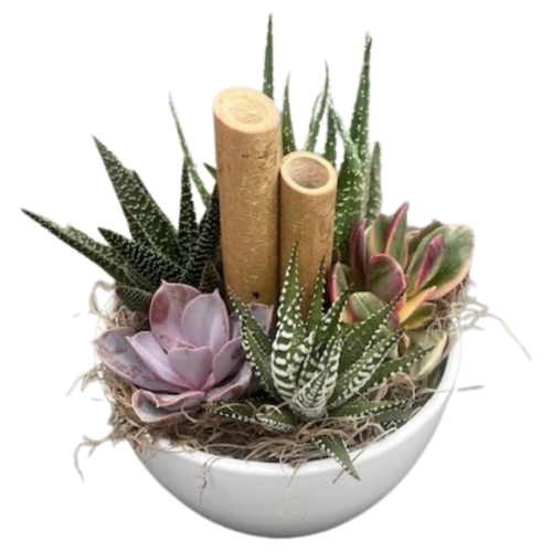 Succulent Oasis