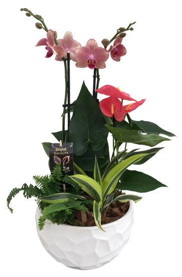 Tropical Orchid Planter