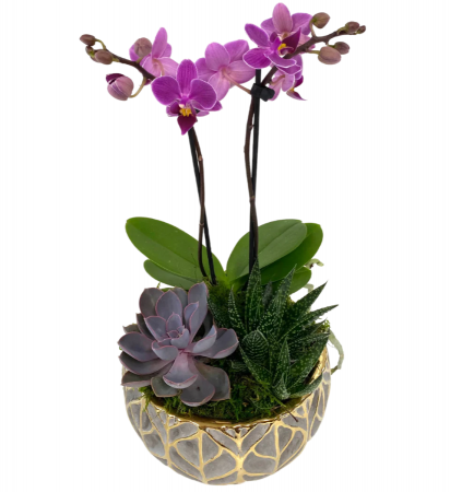 Orchid & Succulent Garden