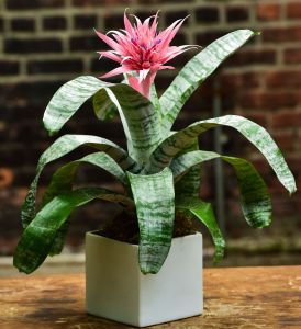 Bromeliad Plant