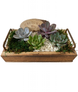 Autumn Succulent Planter